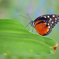 Heliconius hecale