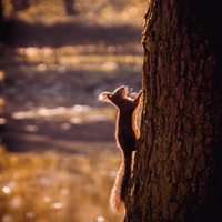 Veverička