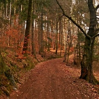 Lesní cestou