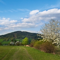 Rozkvetlé třešně