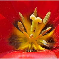 tulipánová ....