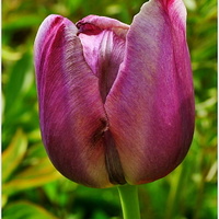 tulipán ...jen tak z blízka