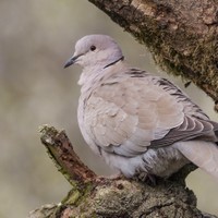 Hrdlička zahradní (Streptopelia decaocto)