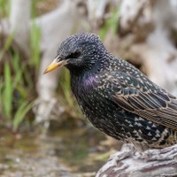 Špaček obecný (Sturnus vulgaris)