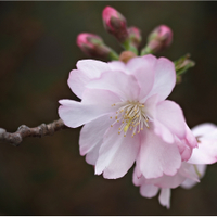 sakura