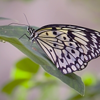 Idea leuconoe