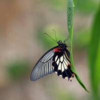 Papilio lowi