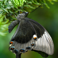 Papilio palinurus  