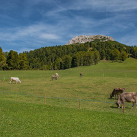 Italský Weisshorn