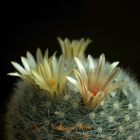 Mamillaria candida