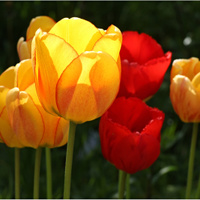 tulipáni