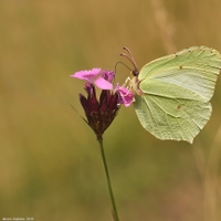 Gonepteryx rhamni (žluťásek řešetlákový) 