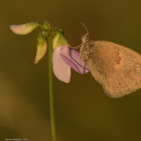 Okáč poháňkový - Coenonympha pamphilus