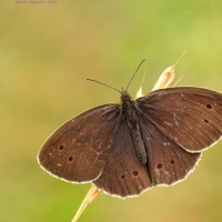 Aphantopus hyperathus - okáč prosíčkový