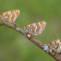 Hnedáčik mriežkovaný - Melitaea cinxia (samček,samička.sa mička č 2 