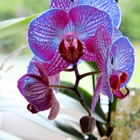 Orchidee