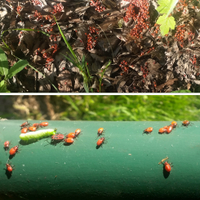 Ruměnice pospolná/Cifruša bezkrídla (Pyrrhocoris apterus)