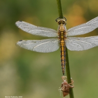 Orthetrum cancellatum (vážka černořitná) 