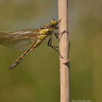 Orthetrum cancellatum (vážka černořitná)