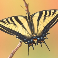 Papilio multicaudata (Stredná Amerika-Britská Kolumbia)