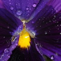 Maceška (Viola tricolor)