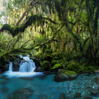 ... NEW ZEALAND ...