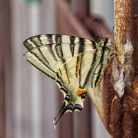 Motýl na mříží 
