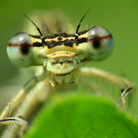 Šidélko brvonohé, Platicnemis pennipes