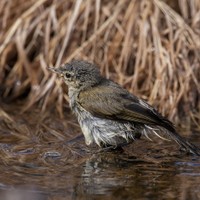 Budníček menší (Phylloscopus collybita)