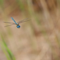 ...air force blue hawker...