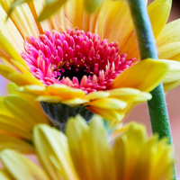 Gerbera