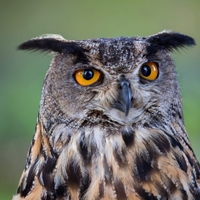 Výr velký - Bubo bubo , sokolnicky  vedený