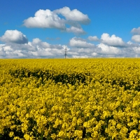 Stožár