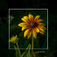 rudbekie