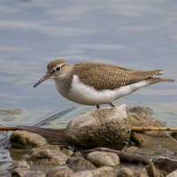 Pisík obecný (Actitis hypoleucos)