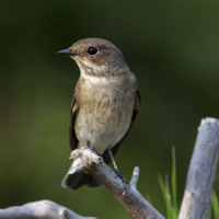 Lejsek černohlavý (Ficedula hypoleuca)