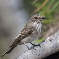 Lejsek šedý (Muscicapa striata)