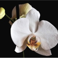 Bílá orchidea