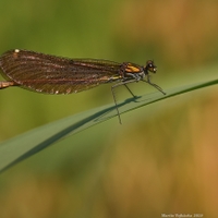 Motýlice obecná - samička