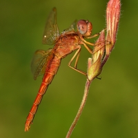 Vážka červená - samička