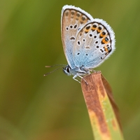 Modráčik čiernoobrúbený - Plebejus argus