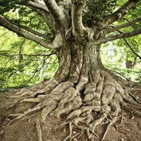 Z kořene strom