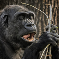 ZOO... (pomlázku umím i poslepu)