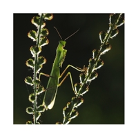 Mantis religiosa