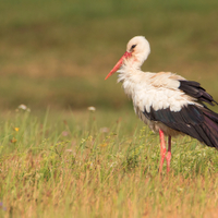  Čáp bílý (Ciconia ciconia) 