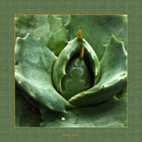 agave