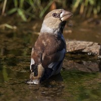 Dlask tlustozobý (Coccothraustes coccothraustes)