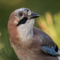 Sojka obecná Garrulus glandarius