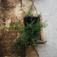 rozkvetlé okno