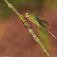 Anax imperator - šídlo královské